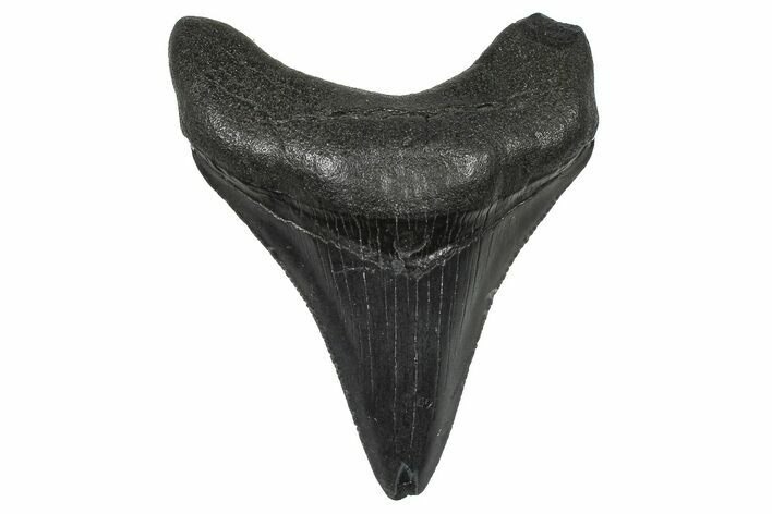 Serrated, Juvenile Megalodon Tooth - South Carolina #368691